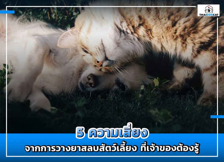 5 ความเสี่ยงจากการวางยาสลบสัตว์เลี้ยง ที่เจ้าของต้องรู้