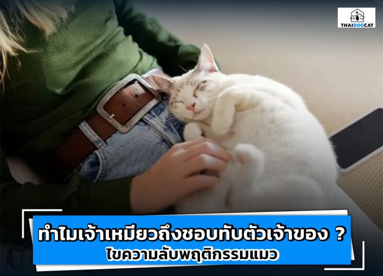 ทำไมเจ้าเหมียวถึงชอบทับตัวเจ้าของ? ไขความลับพฤติกรรมแมว