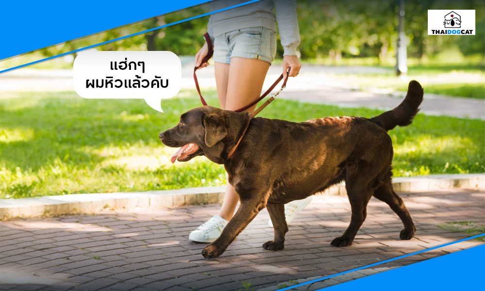 3.ปลุกความอยากอาหารให้น้องหมาในพริบตา